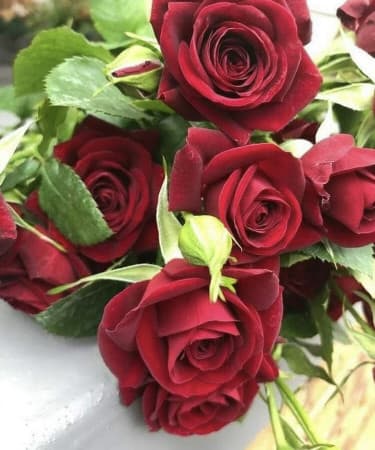 Elshaday Flower And Decore logo